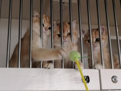 -东方名猫馆·英短金渐层布偶猫舍(环线广场1号楼店)