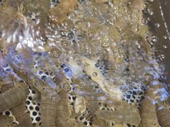 -77号渔船·蒸海鲜青岛菜(积米崖店)