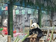 -栾川竹海野生动物园