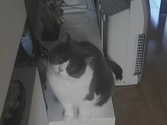 -欣宠猫屋·矮脚拿破仑·蓝金金渐层