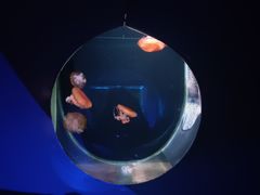 -大连圣亚海洋世界