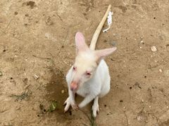 -太阳部落