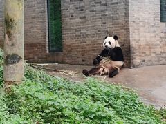-都江堰中华大熊猫苑