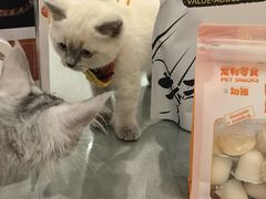 -袖虎·猫馆(体育西路店)