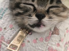 -米苏动物医院·犬猫专科·骨科外科内窥镜