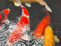 -陕拾叁(大雁塔店)