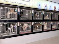 -翊宠yipet猫狗购宠庄园犬舍•猫舍