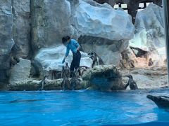 -帝企鹅自助餐厅•儿童岛•真企鹅(长隆企鹅酒店)