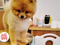 -柯斗斗主题餐厅·狗咖·围炉煮茶·茶饮(国瑞升平里店)