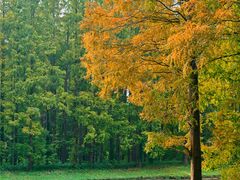 -黄海国家森林公园