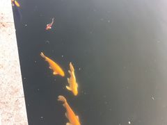 -靓靓蒸虾·头牌蒸虾(雪松路总店)