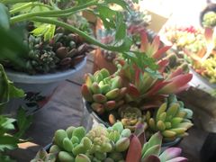 -三圣花乡旅游区