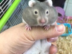 -钓仓鼠(洋桥北里小区店)