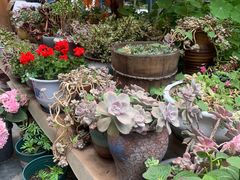 -四姑娘山阿巴郎·藏式花园餐厅