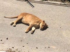 -大连森林动物园