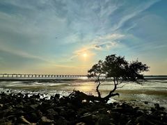 -宝安西湾红树林湿地公园