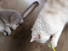 -东方名猫馆·英短金渐层布偶猫舍(环线广场1号楼店)