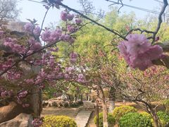 -桃花堤公园