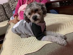 -米苏动物医院·犬猫专科·骨科外科内窥镜