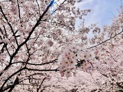 -高东镇樱花园