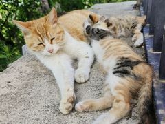 -终南山南五台景区