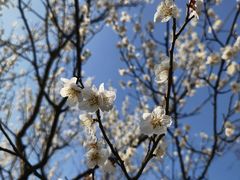 -梅花山(明孝陵内)
