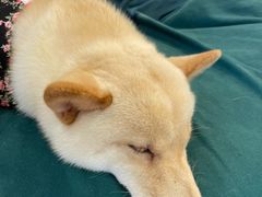 -南京Hallo宠物乐园·哈罗犬舍·柴犬繁育基地