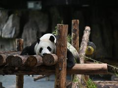 -上海野生动物园