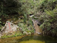 -王顺山国家森林公园