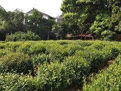 iphone_upload_pic-西湖茶墅