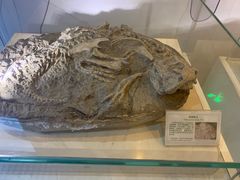 -辽宁古生物博物馆