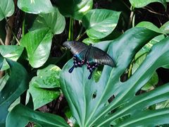 -上海大自然野生昆虫馆(东方明珠·爬宠昆虫探索中心)