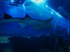 -迪拜水族馆及水下动物园
