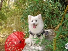 -超宠爱宠物摄影-Super pet