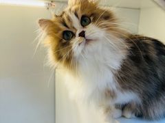 -十月米努特矮脚猫舍
