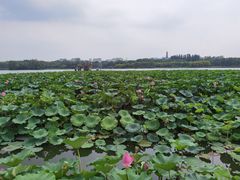 -大兴滨河森林公园