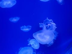 -海合安武汉极地海洋公园