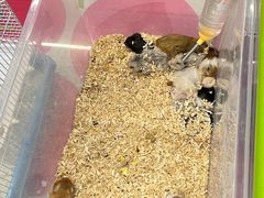 -钓仓鼠(洋桥北里小区店)