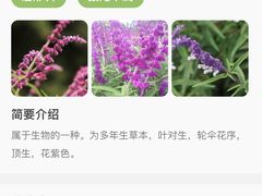 -上海山野camping·户外天幕烧烤·团建拓展营地