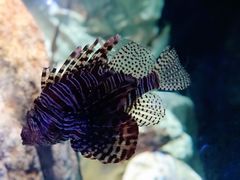 -悉尼海洋生物水族馆