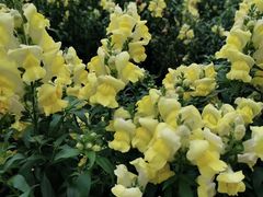 -松山湖梦幻百花洲