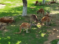 -西霞口神雕山野生动物世界