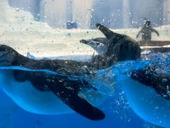 -海合安成都极地海洋公园