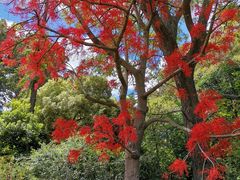 -墨尔本皇家植物园