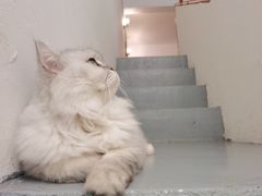 -猫友咖啡店(玉林西路店)