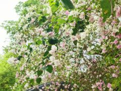 -深圳国际园林花卉博览园