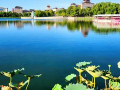 -莲花池公园
