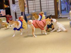 -逗柴咖啡屋·狗咖猫咖宠物桌游