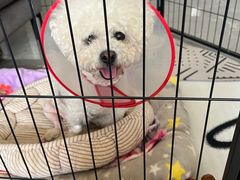 -康旭宠物医院(郑州总院)