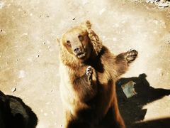 -新疆天山野生动物园